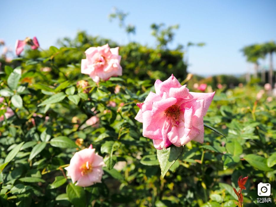 圓山花博玫瑰展 (9).jpg