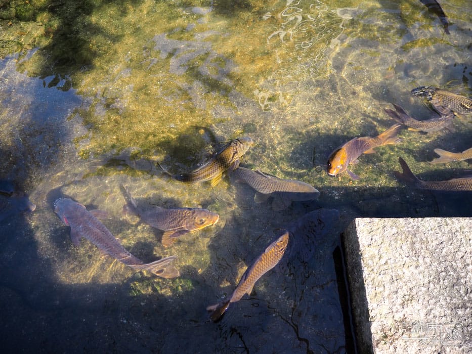 2-四天王寺+本坊庭園+極樂淨土之庭 (11).JPG