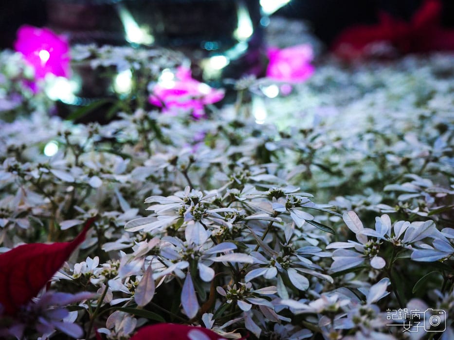 台北北投福興聖誕公園 (31).jpg