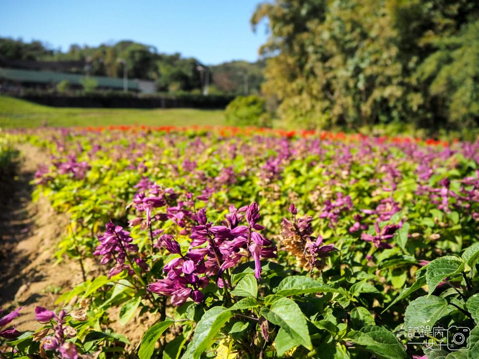 大溝溪生態治水園區-內湖秘境 (21).jpg