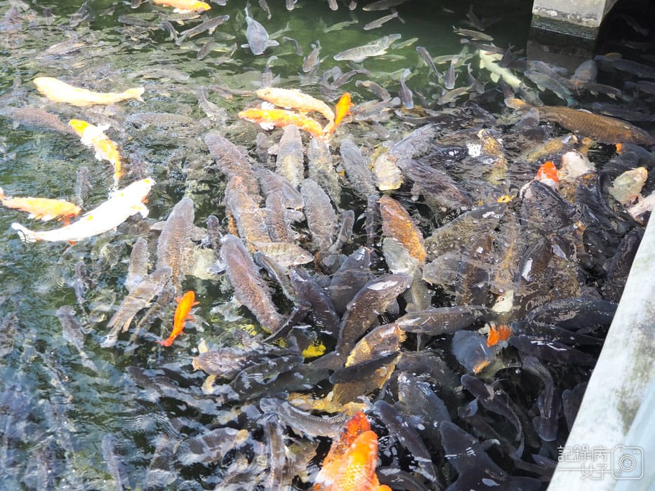 3國立故宮博物院 北部院區x至善園-愛台灣博物卡免費暢遊 (27).JPG