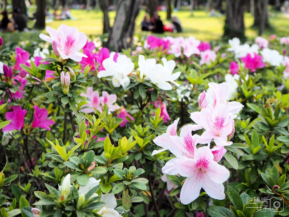 2020台北杜鵑花季_大安森林公園x捷運站水幕表演 (9).JPG 2020台北杜鵑花季_大安森林公園x捷運站水幕表演 (9).JPG