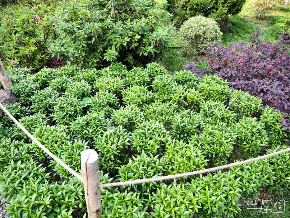 2020台北杜鵑花季_大安森林公園x捷運站水幕表演 (15).JPG 2020台北杜鵑花季_大安森林公園x捷運站水幕表演 (15).JPG