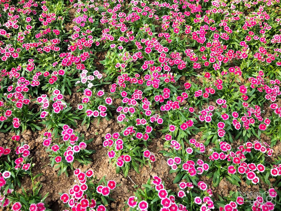 2020台北杜鵑花季_大安森林公園x捷運站水幕表演 (16).JPG 2020台北杜鵑花季_大安森林公園x捷運站水幕表演 (16).JPG