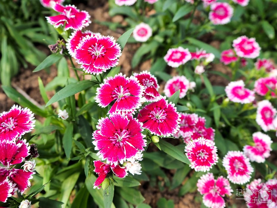 2020台北杜鵑花季_大安森林公園x捷運站水幕表演 (17).JPG 2020台北杜鵑花季_大安森林公園x捷運站水幕表演 (17).JPG