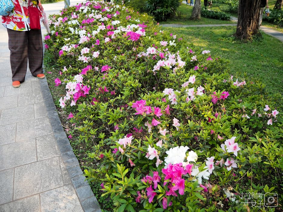 2020台北杜鵑花季_大安森林公園x捷運站水幕表演 (6).JPG 2020台北杜鵑花季_大安森林公園x捷運站水幕表演 (6).JPG