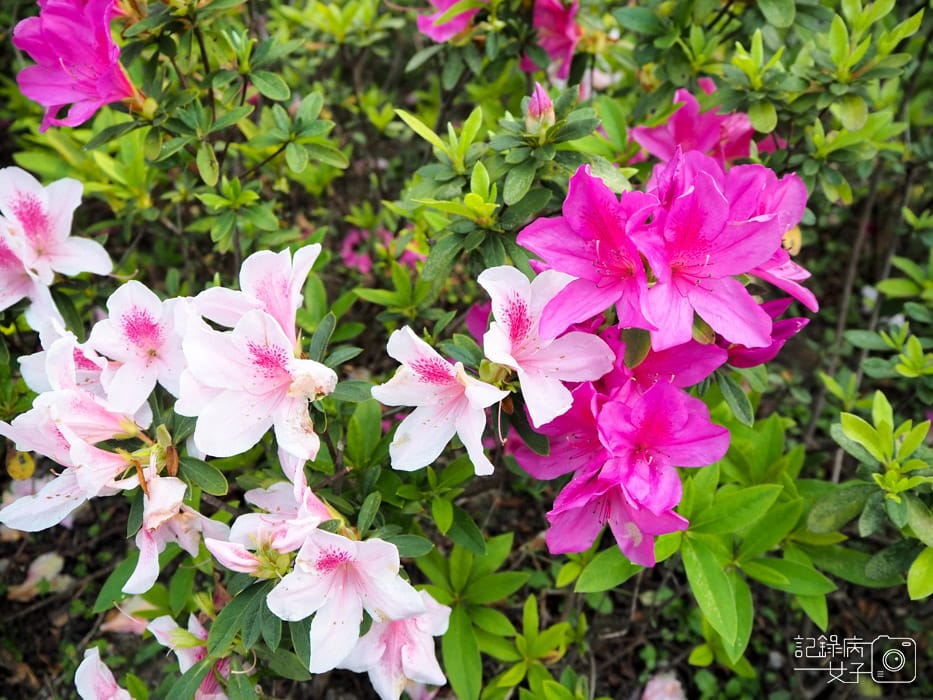 2020台北杜鵑花季_大安森林公園x捷運站水幕表演 (10).JPG 2020台北杜鵑花季_大安森林公園x捷運站水幕表演 (10).JPG