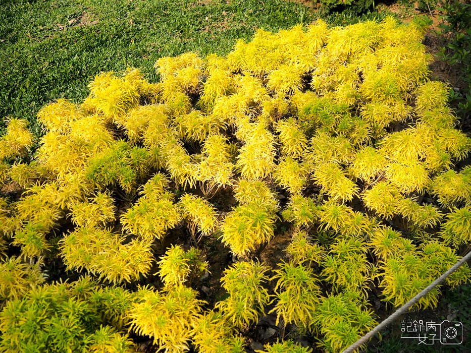 2020台北杜鵑花季_大安森林公園x捷運站水幕表演 (13).JPG 2020台北杜鵑花季_大安森林公園x捷運站水幕表演 (13).JPG