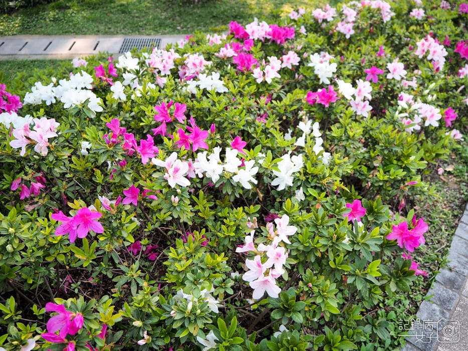 2020台北杜鵑花季_大安森林公園x捷運站水幕表演 (8).JPG 2020台北杜鵑花季_大安森林公園x捷運站水幕表演 (8).JPG