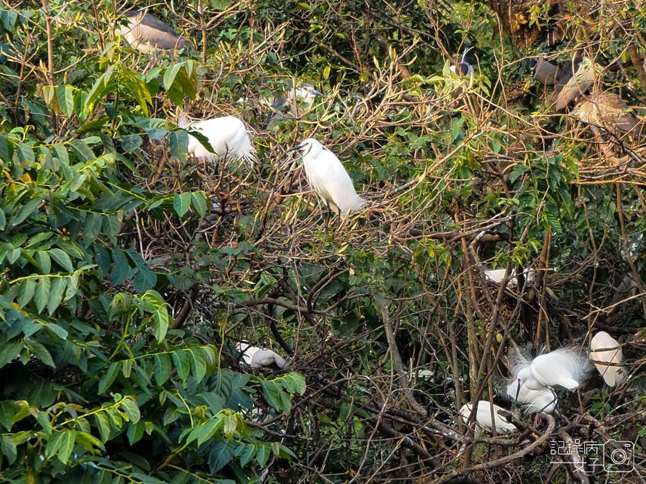 2020台北杜鵑花季_大安森林公園x捷運站水幕表演 (26).JPG 2020台北杜鵑花季_大安森林公園x捷運站水幕表演 (26).JPG