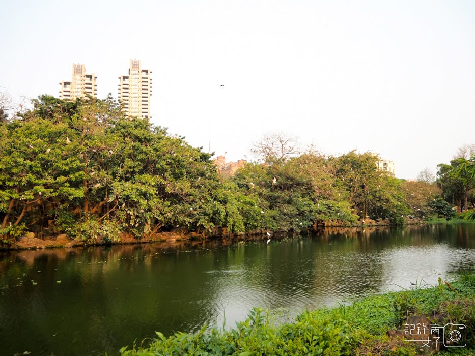 2020台北杜鵑花季_大安森林公園x捷運站水幕表演 (24).JPG 2020台北杜鵑花季_大安森林公園x捷運站水幕表演 (24).JPG