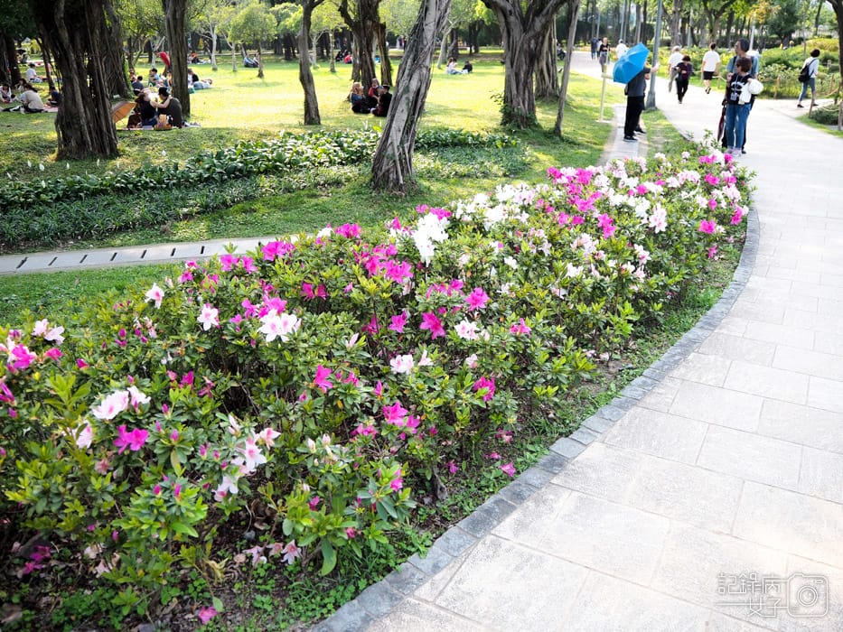 2020台北杜鵑花季_大安森林公園x捷運站水幕表演 (7).JPG 2020台北杜鵑花季_大安森林公園x捷運站水幕表演 (7).JPG