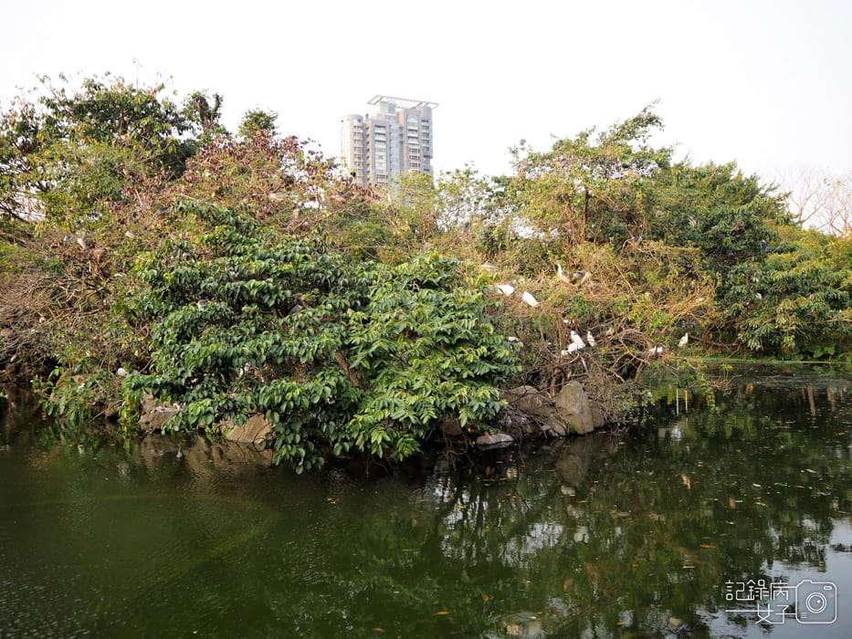 2020台北杜鵑花季_大安森林公園x捷運站水幕表演 (25).JPG 2020台北杜鵑花季_大安森林公園x捷運站水幕表演 (25).JPG