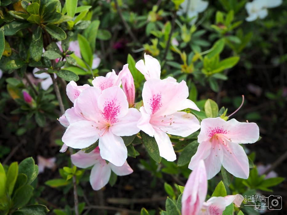 2020台北杜鵑花季_大安森林公園x捷運站水幕表演 (11).JPG 2020台北杜鵑花季_大安森林公園x捷運站水幕表演 (11).JPG