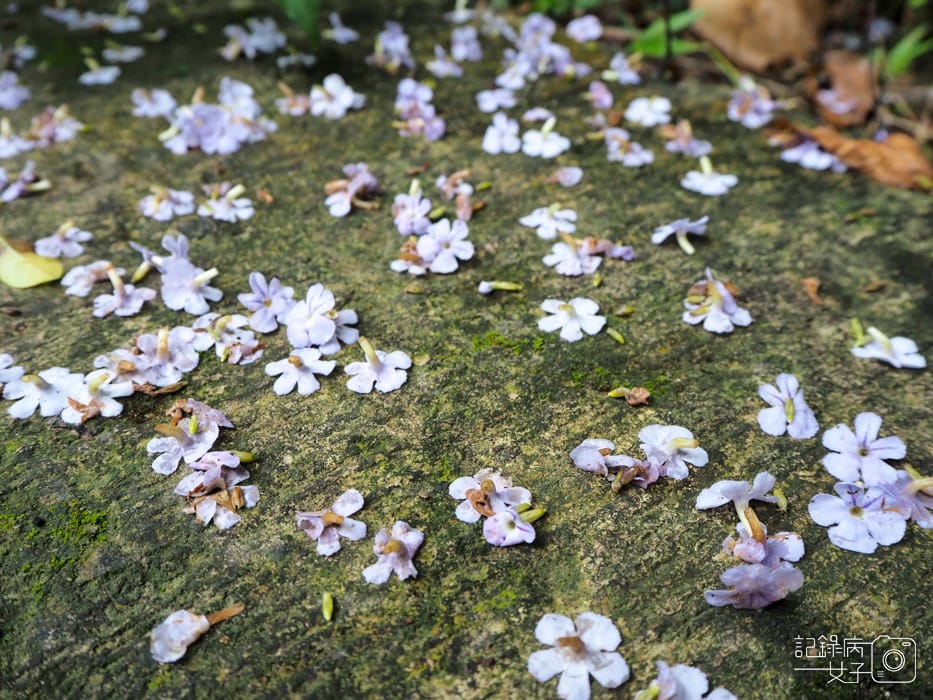劍潭山親山步道_老地方觀景平台 (15).JPG 劍潭山親山步道_老地方觀景平台 (15).JPG