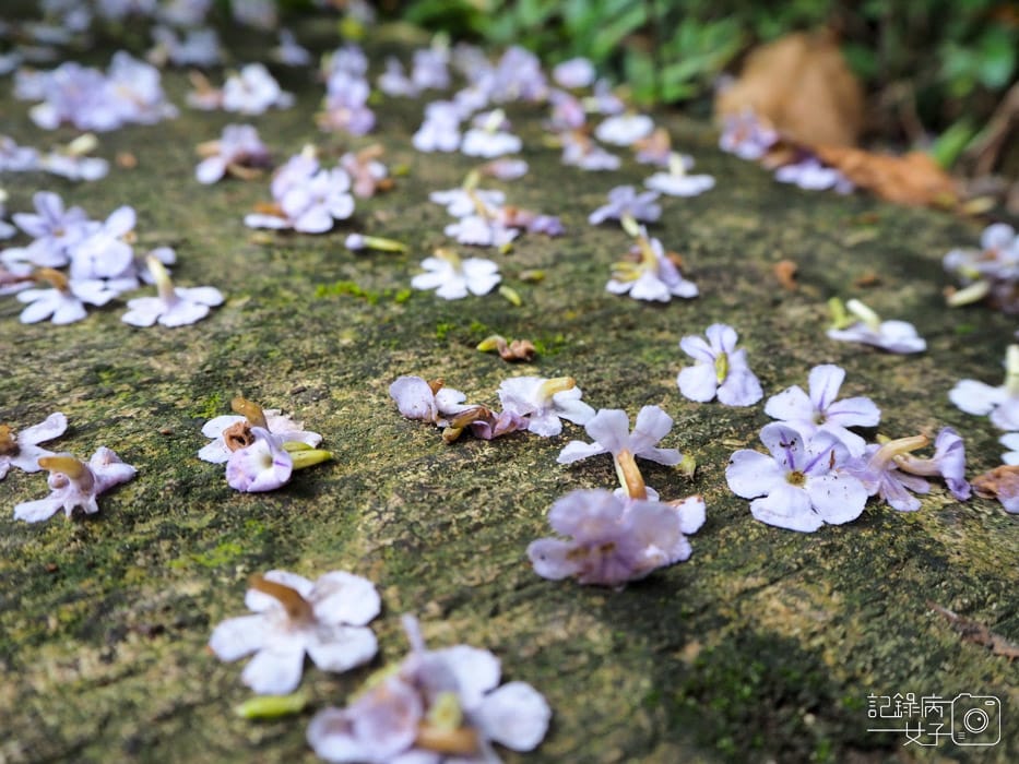 劍潭山親山步道_老地方觀景平台 (16).JPG 劍潭山親山步道_老地方觀景平台 (16).JPG