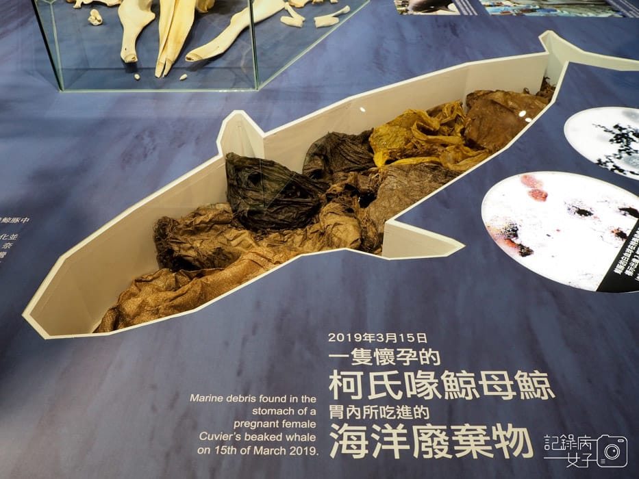 國立臺灣博物館_鯨驗值 鯨骨解密特展+發現臺灣 重訪臺灣博物學與博物學家的年代 (19).jpg
