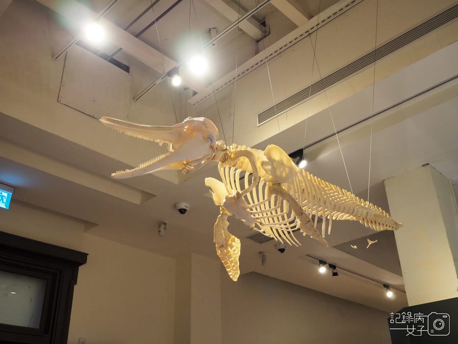 國立臺灣博物館_鯨驗值 鯨骨解密特展+發現臺灣 重訪臺灣博物學與博物學家的年代 (17).jpg