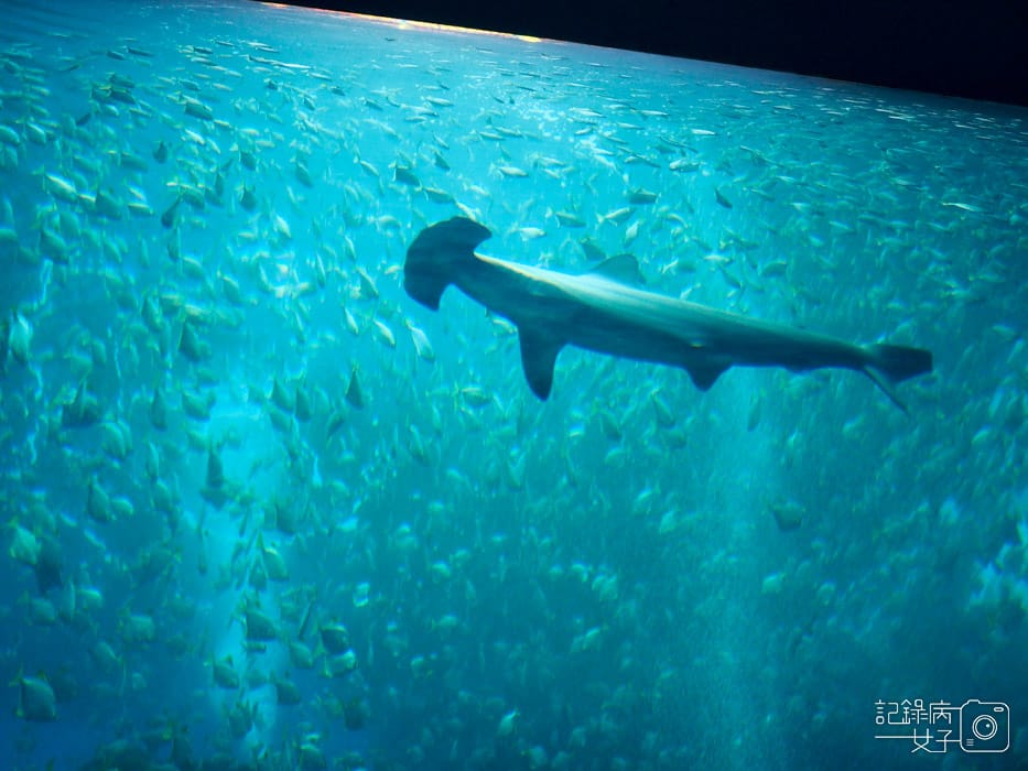 桃園中壢Xpark 新都會型水生公園 (7).JPG