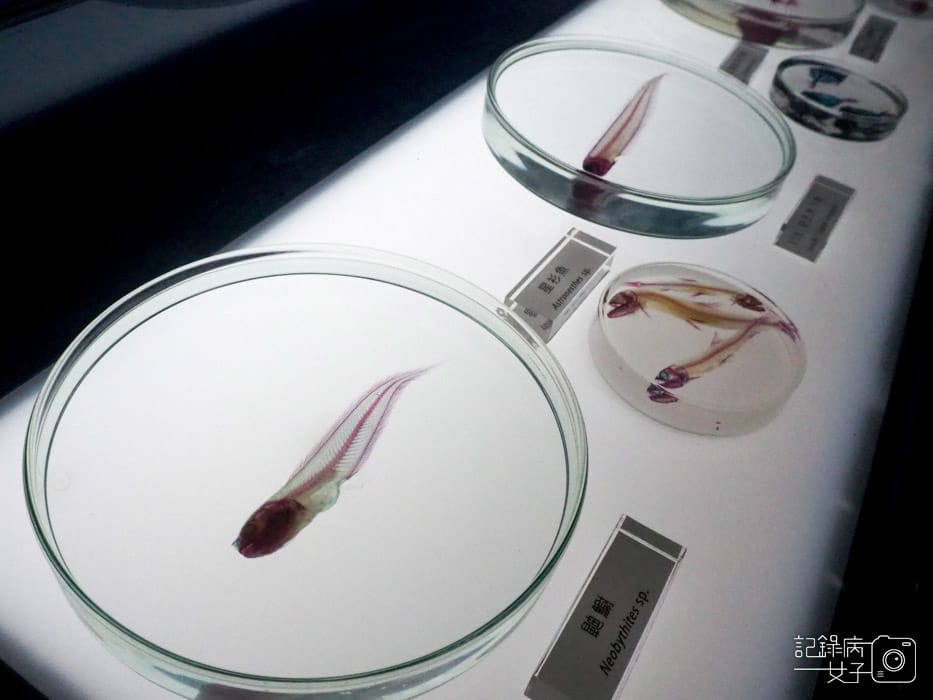 桃園中壢Xpark 新都會型水生公園 (40).JPG