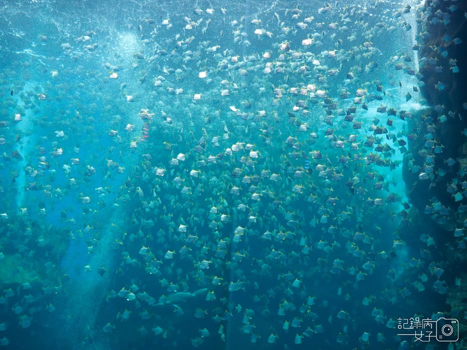 桃園中壢Xpark 新都會型水生公園 (5).JPG