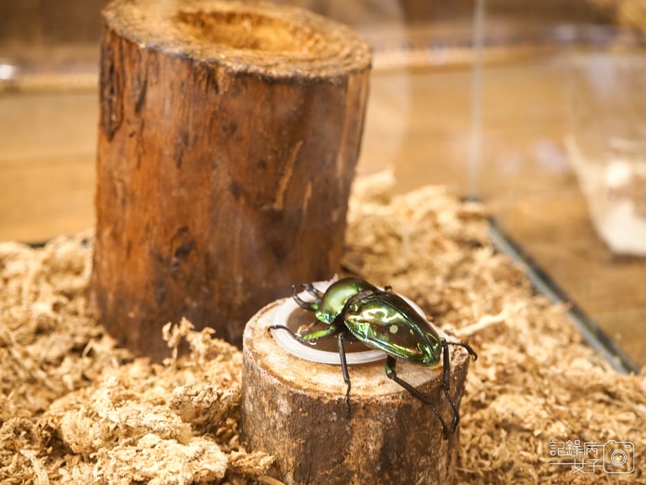 嘉義檜意森活村 x 福義軒蛋捲冰淇淋12.jpg