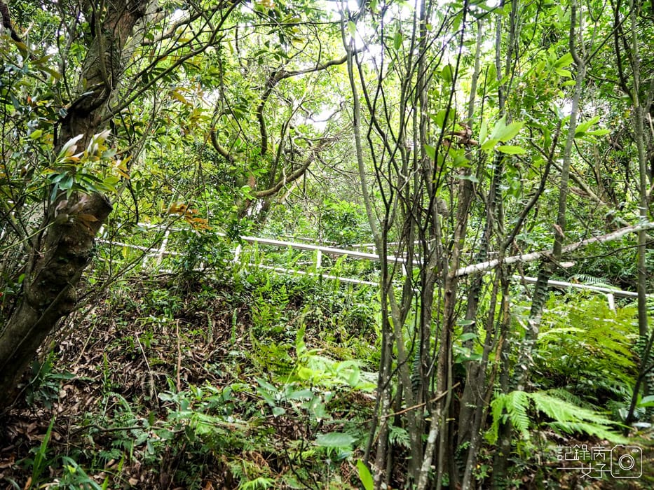 內湖白鷺鷥山親山步道x大湖公園後山悠閒小步道14.jpg