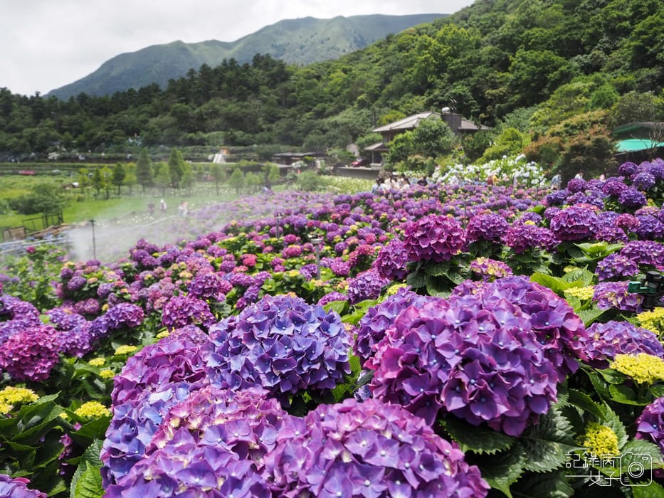 北投陽明山繡球花x大賞園x高家繡球花17.jpg