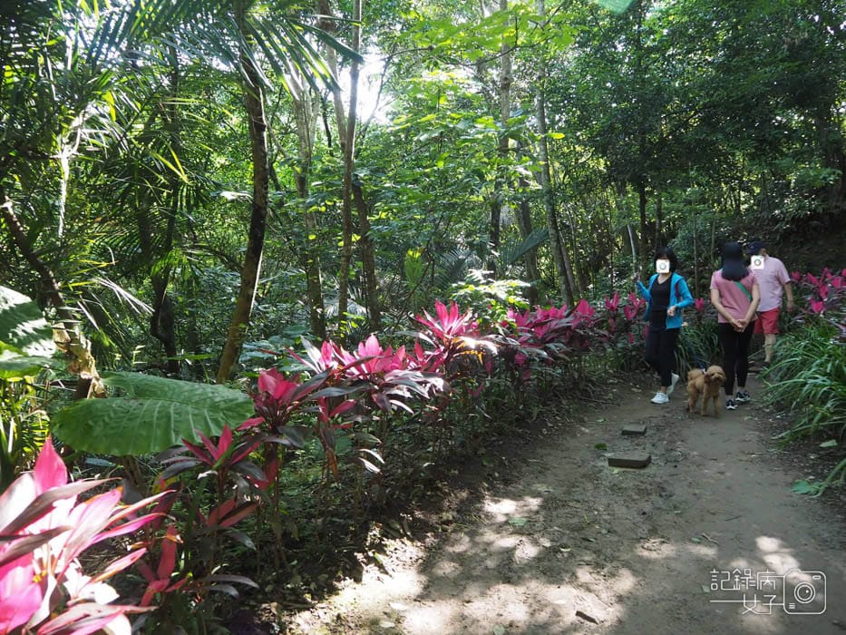 汐止油桐花內溝山登山步道翠湖步道2.jpg