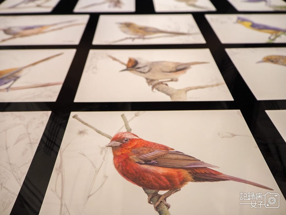 郵政博物館 翩翩飛羽映像 超美鳥類郵票特展54.jpg 郵政博物館 翩翩飛羽映像 超美鳥類郵票特展54.jpg