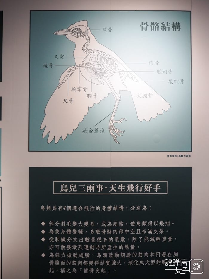 郵政博物館 翩翩飛羽映像 超美鳥類郵票特展46.jpg 郵政博物館 翩翩飛羽映像 超美鳥類郵票特展46.jpg