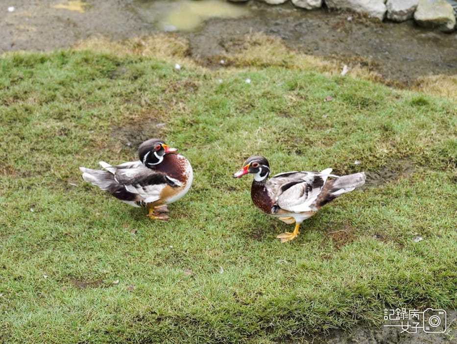49南投九九峰動物樂園jojozoo九九峰鳥園九九峰鸚鵡可愛動物水豚草泥馬.jpg