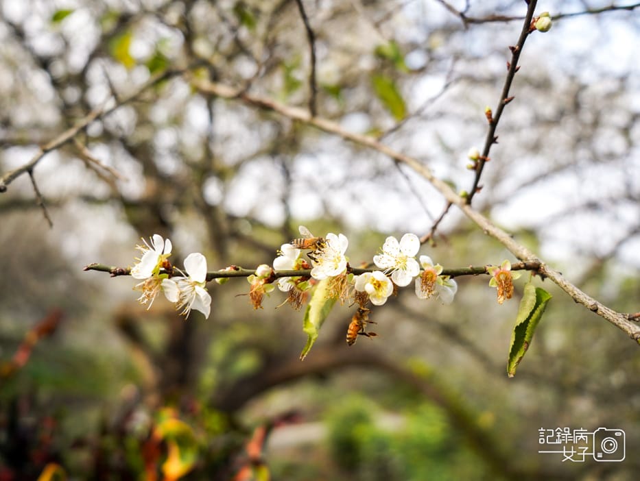 19嘉義梅山公園梅花公園現代文學步道.jpg