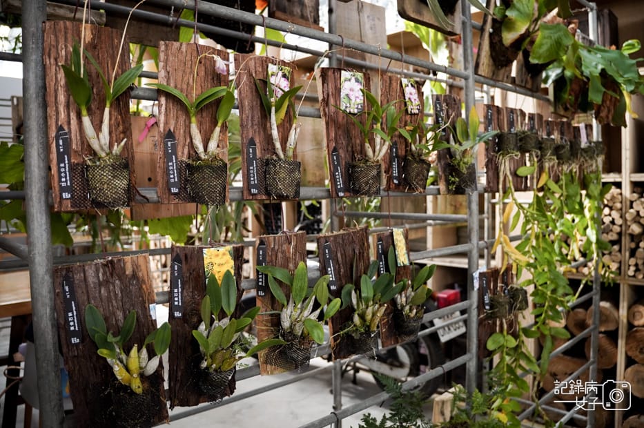 7嘉義梅山鄉空氣圖書館多肉植物文青餐廳.jpg