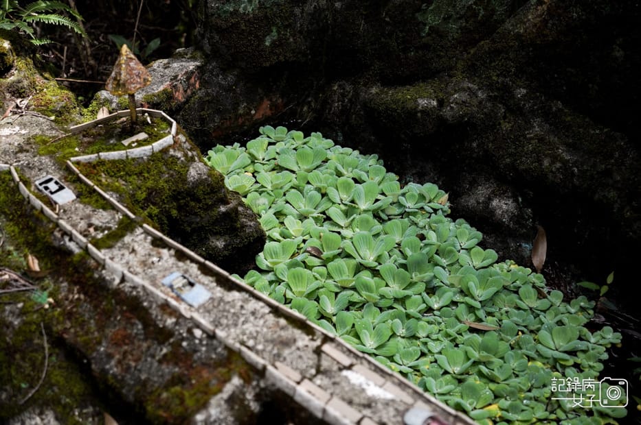 27台北內湖碧山巖鯉魚山小人國步道圓覺寺瀑布步道大溝溪親水公園.jpg 27台北內湖碧山巖鯉魚山小人國步道圓覺寺瀑布步道大溝溪親水公園.jpg