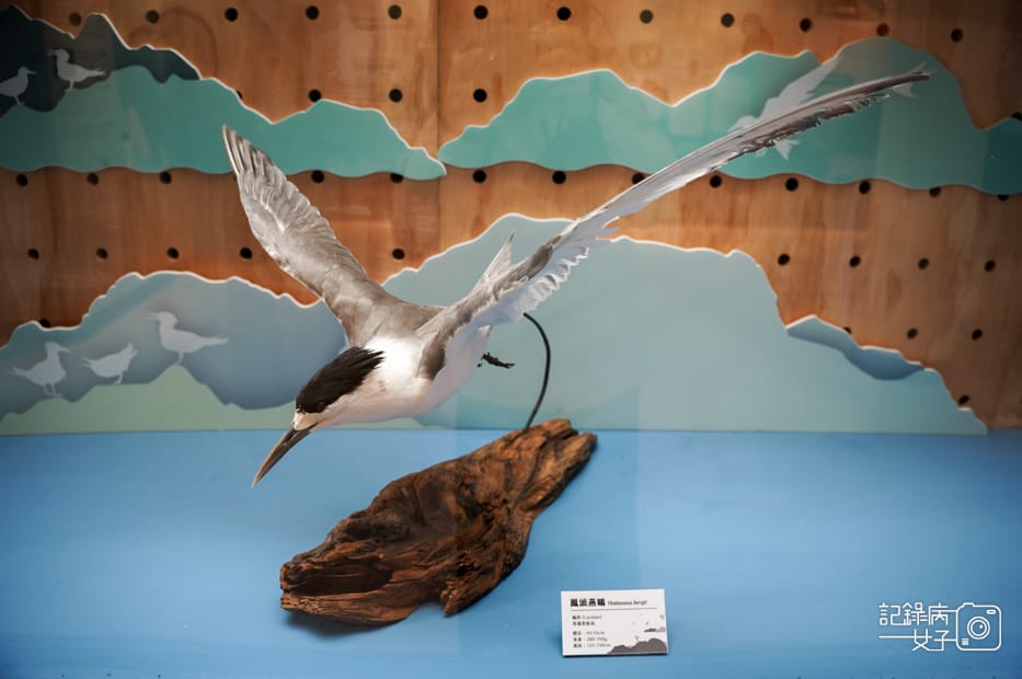 22馬祖北竿橋仔聚落芹壁聚落廟村橋仔魚村展示館.jpg 22馬祖北竿橋仔聚落芹壁聚落廟村橋仔魚村展示館.jpg