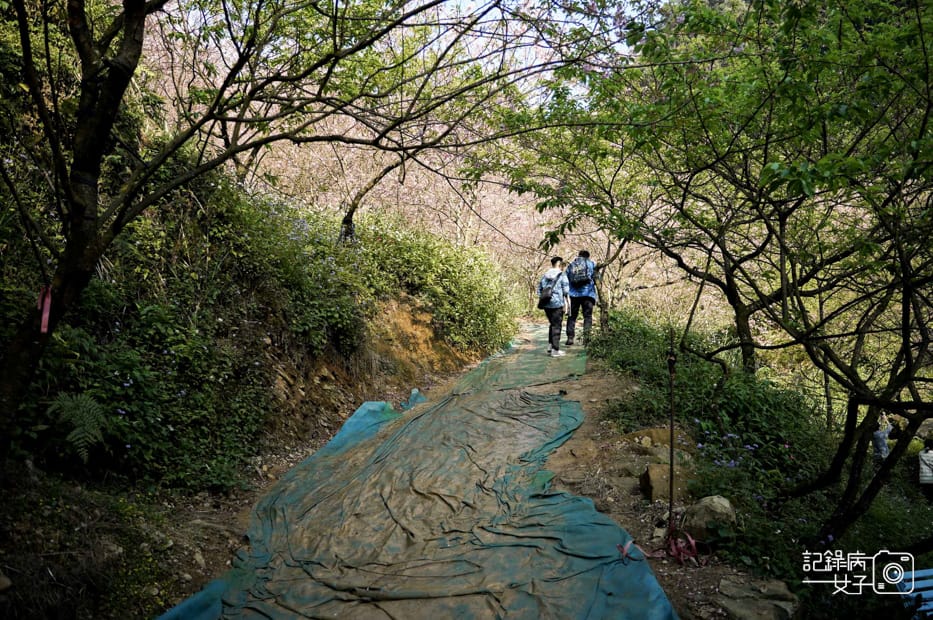 10台北新北三峽大熊櫻花林熊空吉野櫻白櫻花八重櫻.jpg