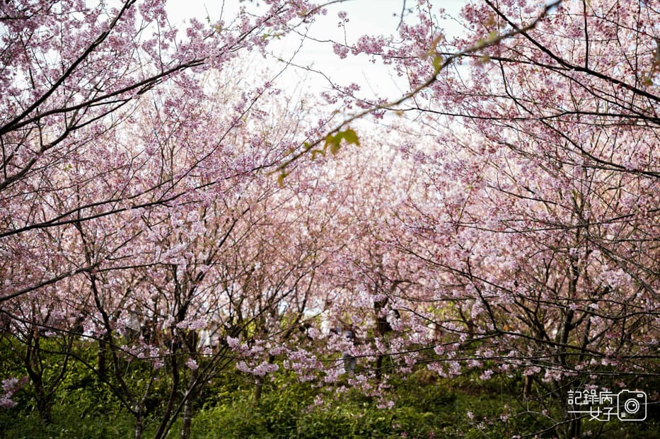 16台北新北三峽大熊櫻花林熊空吉野櫻白櫻花八重櫻.jpg