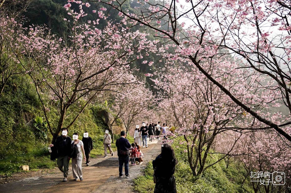 13台北新北三峽大熊櫻花林熊空吉野櫻白櫻花八重櫻.jpg