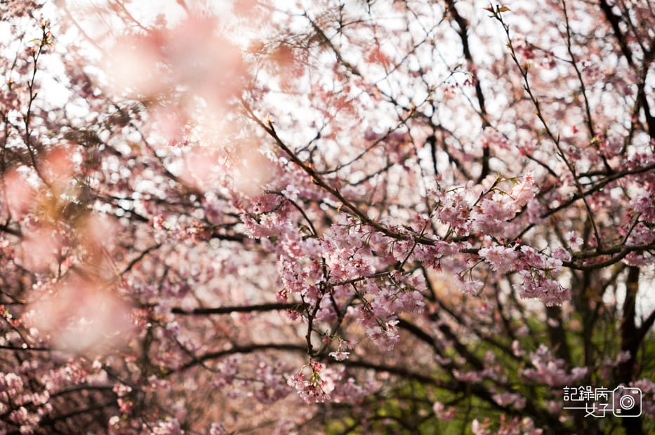 18台北新北三峽大熊櫻花林熊空吉野櫻白櫻花八重櫻.jpg