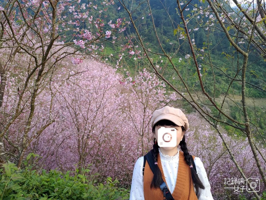 32台北新北三峽大熊櫻花林熊空吉野櫻白櫻花八重櫻.jpg