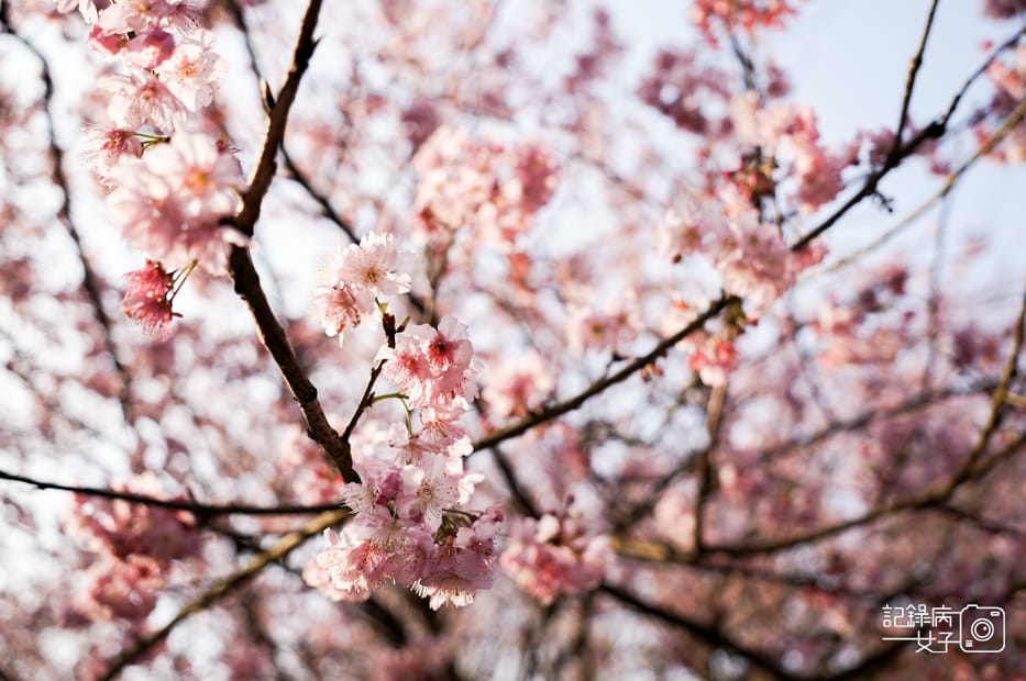 19台北新北三峽大熊櫻花林熊空吉野櫻白櫻花八重櫻.jpg