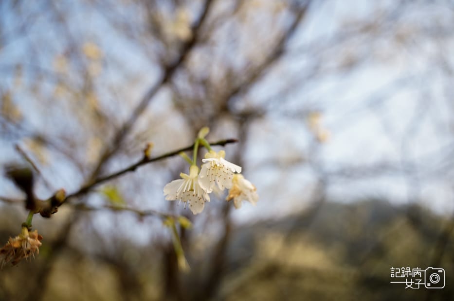 22台北新北三峽大熊櫻花林熊空吉野櫻白櫻花八重櫻.jpg