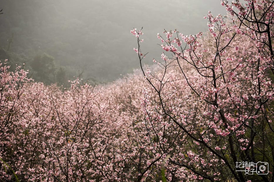 26台北新北三峽大熊櫻花林熊空吉野櫻白櫻花八重櫻.jpg