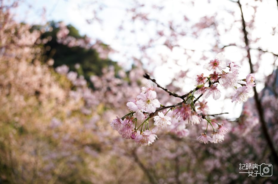 20台北新北三峽大熊櫻花林熊空吉野櫻白櫻花八重櫻.jpg