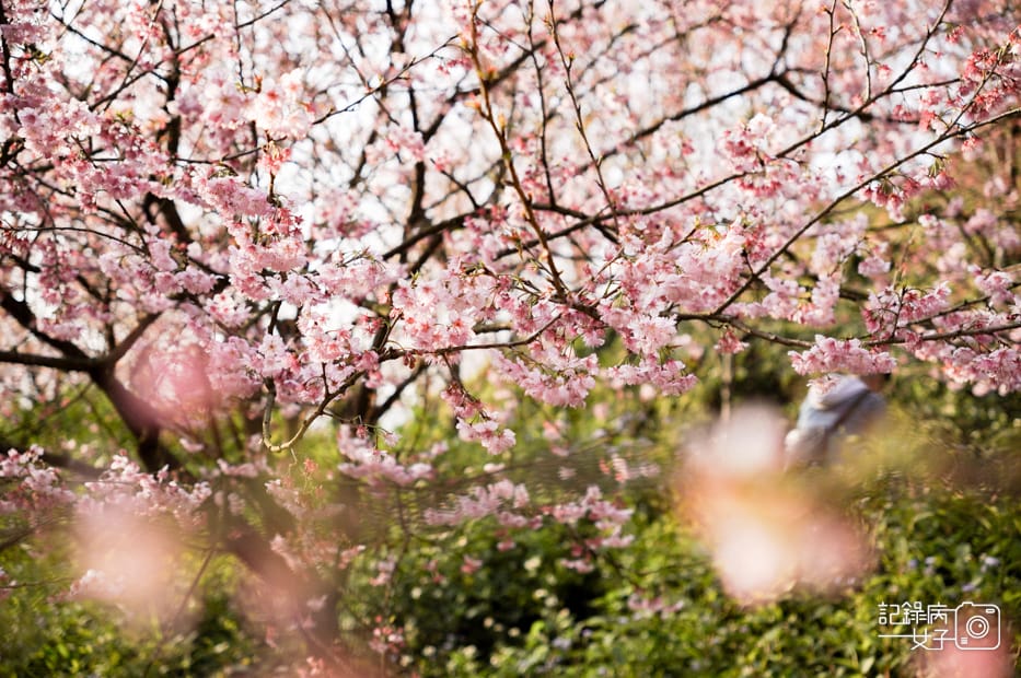 17台北新北三峽大熊櫻花林熊空吉野櫻白櫻花八重櫻.jpg