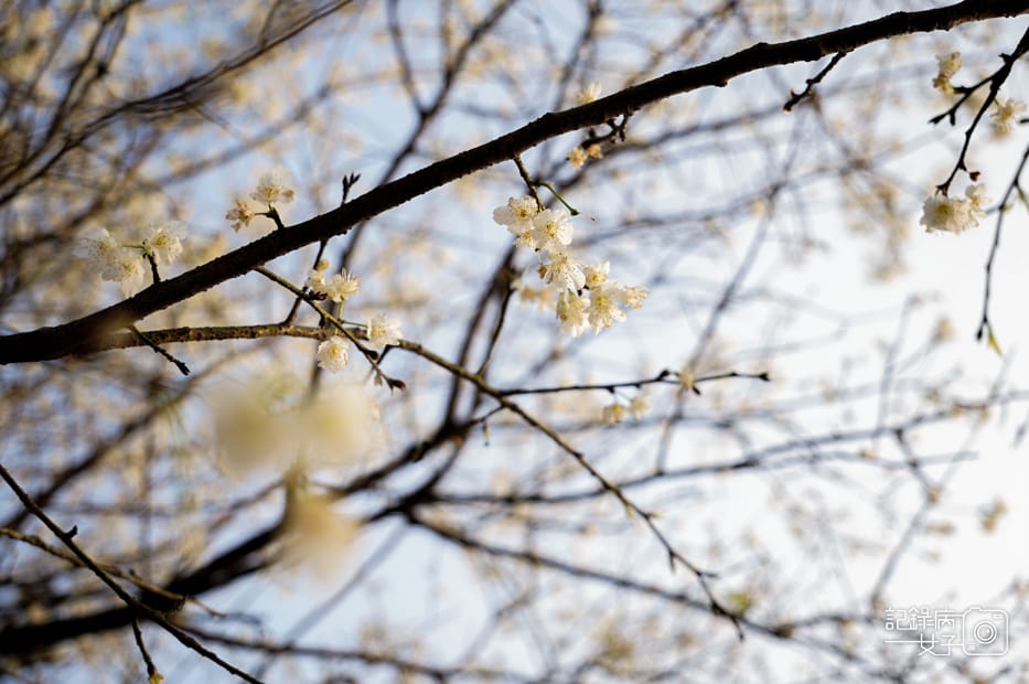21台北新北三峽大熊櫻花林熊空吉野櫻白櫻花八重櫻.jpg