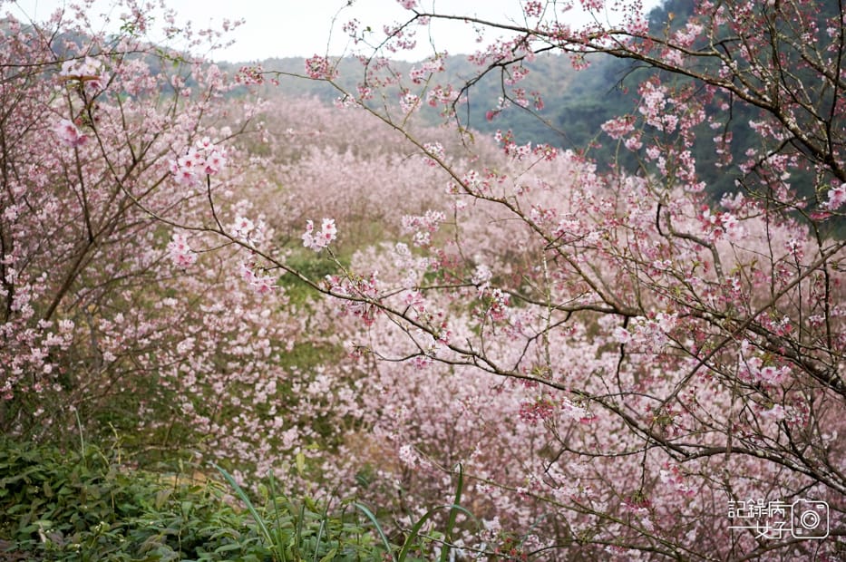 24台北新北三峽大熊櫻花林熊空吉野櫻白櫻花八重櫻.jpg