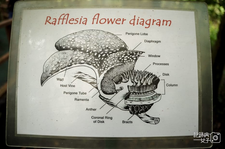 52馬來西亞波令溫泉Poring Hot Spring阿諾爾特大花草Rafflesia arnoldiiR. Br.jpg 52馬來西亞波令溫泉Poring Hot Spring阿諾爾特大花草Rafflesia arnoldiiR. Br.jpg