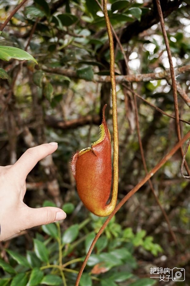 22馬來西亞沙巴神山豬籠草Nepenthes京那巴魯山Mount Kinabalu.jpg